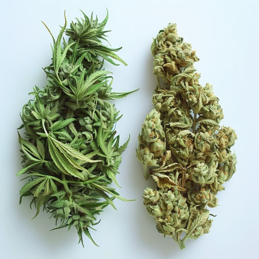 Cannabis, Hemp & Marijuana: What’s the difference?